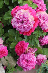  The luxury and tenderness of roses