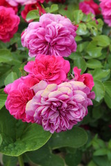 Fototapeta premium On one branch are luxurious roses of three colors.