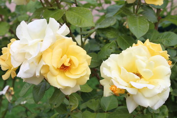  The Triumph of Lemon Roses