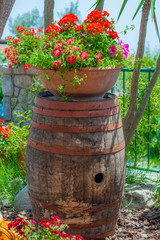 Wine barrel, used as a pedestal for a geranium flower vase