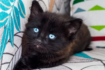 Portrait of a little black cat with blue eyes resting on armchair