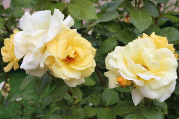  A branch of yellow roses