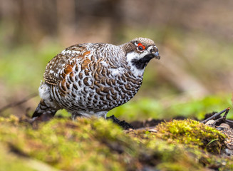 hazel grouse