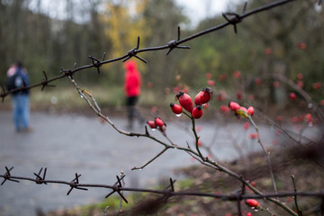 Photos from the city of Pripyat