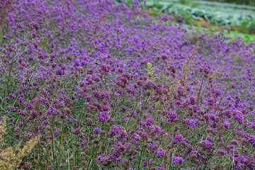 Obraz premium Verbena field , pink flower blooming on the mountain.