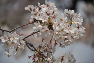 桜