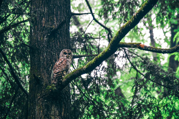 Fototapeta na wymiar Owl at Elkmont in Great Smoky Mountains National Park in Tennessee