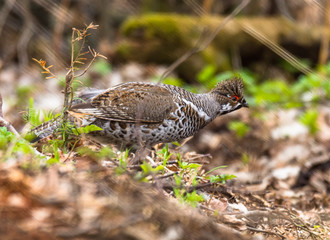 grouse