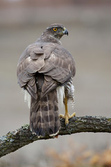 Northern goshawk Accipiter gentilis. Spain