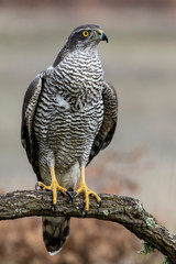 Northern goshawk Accipiter gentilis. Spain