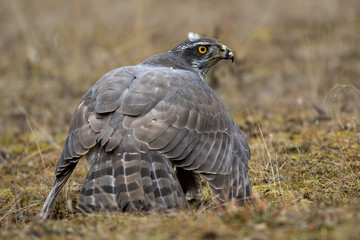 Northern goshawk, Accipiter gentilis, feeding on the ground. Spain