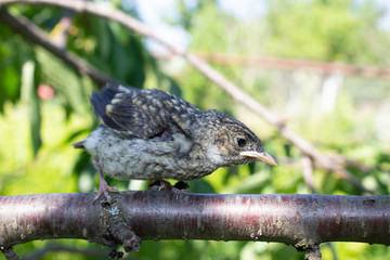 Little bird .European pied flycatcher (Ficedula hypoleuca)