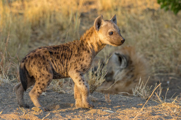 Spotted hyena cub at sunset
