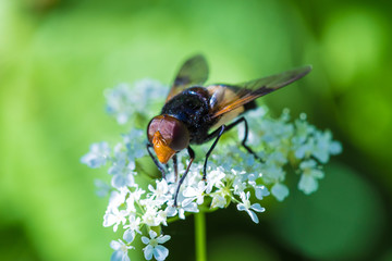 The macro shot of the beautiful fly eating nectar on the flowers among the grass in the sunny summer or spring weather