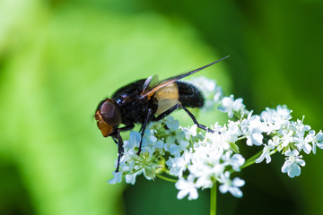 The macro shot of the beautiful fly eating nectar on the flowers among the grass in the sunny summer or spring weather