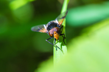The macro shot of the beautiful fly eating nectar on the flowers among the grass in the sunny summer or spring weather