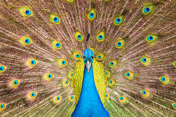 front view of  blue male indian peacock and full spread tail feathers