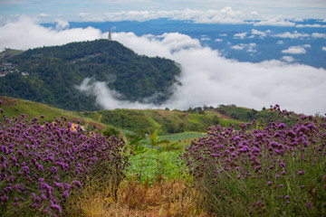 Verbena field , pink flower blooming on the mountain with fog .
