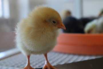 フワフワの黄色いヒヨコ