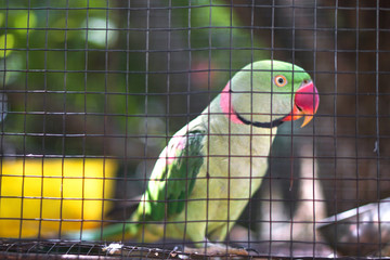 Big talking parrot in the reserve, zoo. Tropical animals in Sri Lanka. Beautiful bird in nature.