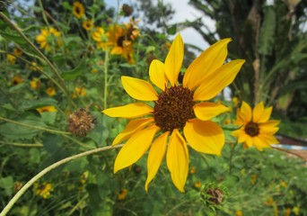 yellow flower