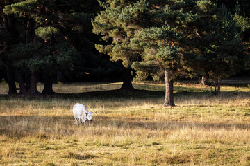 Obraz na płótnie Canvas cows grazing in a grass field