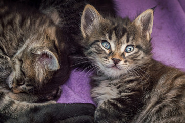 Little tabby cats resting together at home