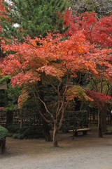 Naklejka premium 紅葉