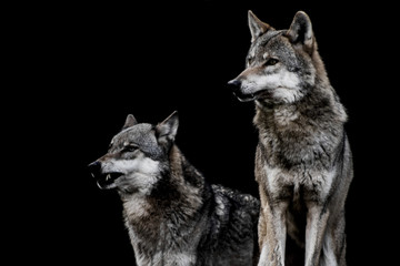 zwei Wölfe