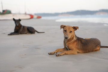 Naklejka premium Beautiful dog by the sea or ocean. An animal on the shores of the Indian Ocean in Shrilanka. The pet walks free.