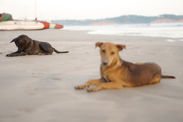Beautiful dog by the sea or ocean. An animal on the shores of the Indian Ocean in Shrilanka. The pet walks free.
