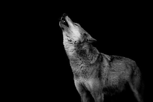 heulender Wolf