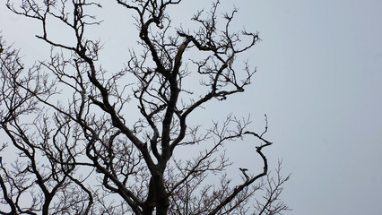 A bare tree with twisting branches against a gloomy foggy day.