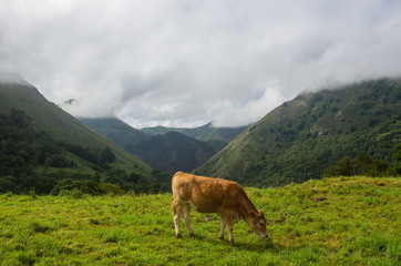 farm cows in asturias