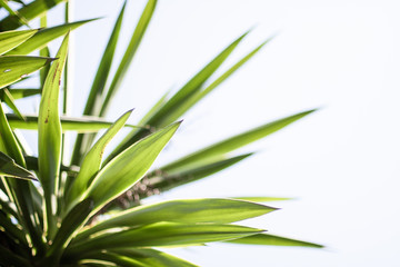 Beautiful pointed leaves backlit