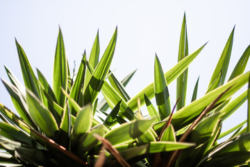 Beautiful pointed leaves backlit