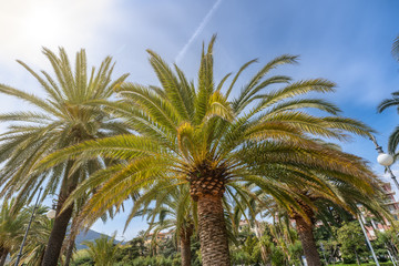 Fototapeta na wymiar Palm tree Tuscany Italy