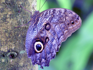 Blue butterfly 