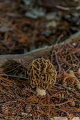 Morel Mushroom (Genus Morchella) growing in woods