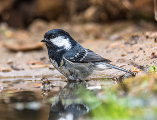 coal tit