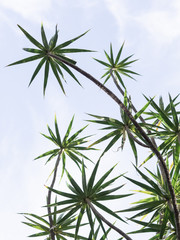 Geometric plant leaves