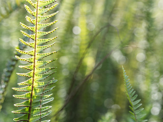 fern in the forest