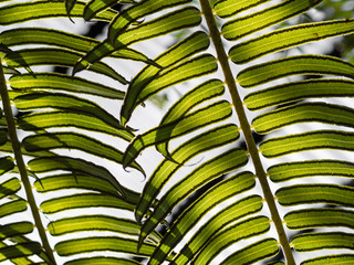 Fototapeta na wymiar Closeup of fern leaves with spores, Sydney Australia