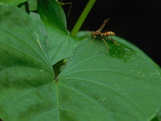 Bee on a leaf