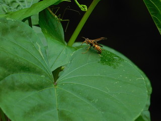 Bee on a leaf