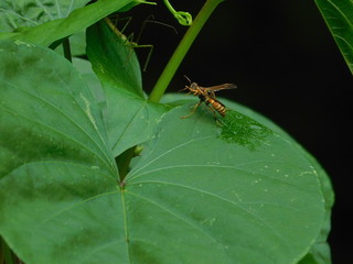 Bee on a leaf