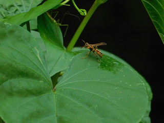 Bee on a leaf