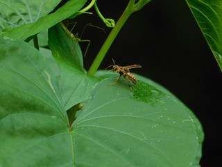 Bee on a leaf