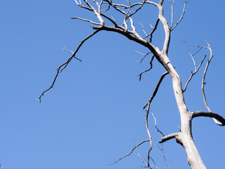 dead tree on blue sky