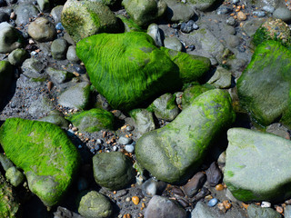 Rock covered with seaweed in East Wear Bay, England